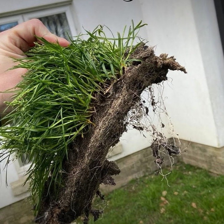 moss-removed-from-gutter Clump of moss and grass pulled out of a blocked gutter